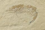 Needle Fish (Dercetis) Fossil - Fish in Stomach! #200642-4